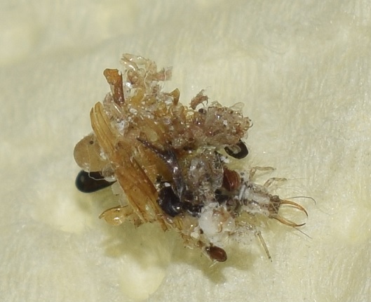 Minuscolo insetto con la casetta:  Pseudomallada sp.